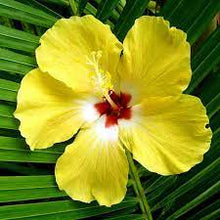 Load image into Gallery viewer, Hibiscus Palm Candle