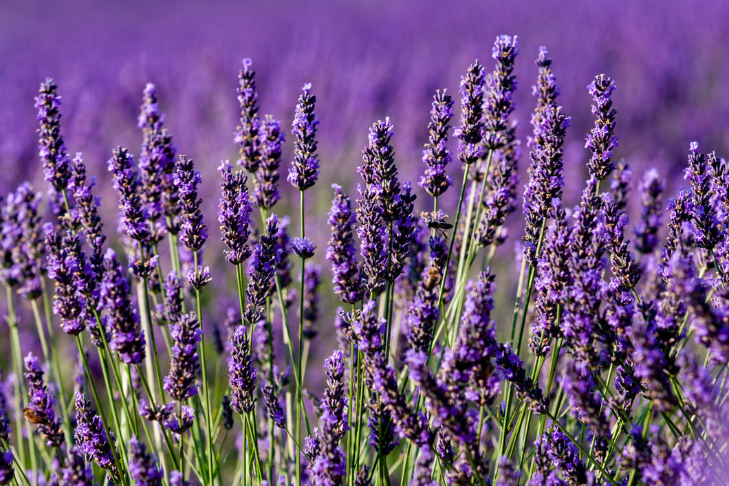 Lavender Breeze Wax Melts