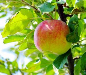 Macintosh Apple Candle